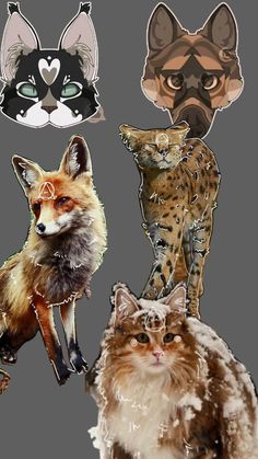 four different types of cats are shown in this image