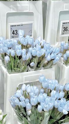 blue tulips are in vases on display for sale