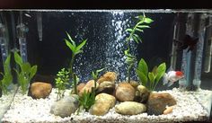 an aquarium with rocks and plants in it