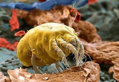 a close up of a yellow bug on some rocks and dirt with other things in the background