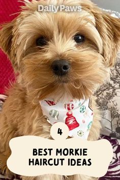 a brown dog wearing a bandana sitting on top of a bed with the words best morkie haircut ideas