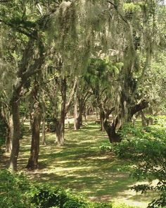 the trees are covered in moss and hanging from the branches