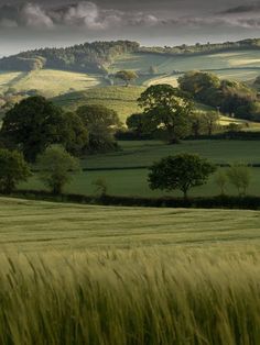 a green field with trees and hills in the background