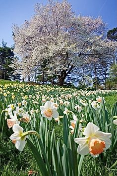 a field full of flowers with trees in the background