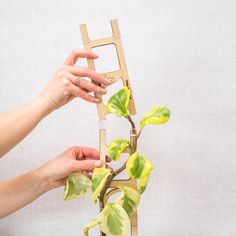 two hands reaching for a plant in front of a wooden ladder that is attached to a wall