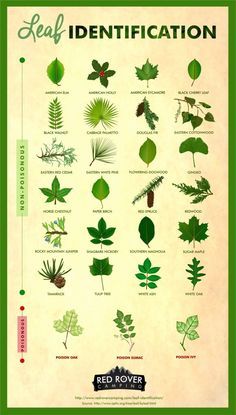 a poster with different types of plants and leaves on it's side, including the names