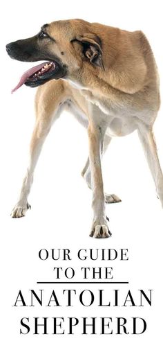 a dog standing on its hind legs with the words, our guide to the anatolian shepherd