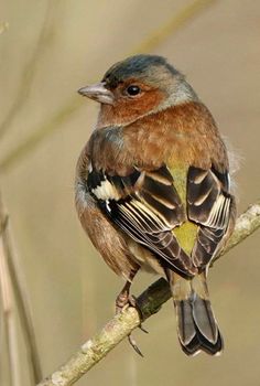 a small bird sitting on top of a tree branch