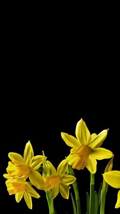 some yellow flowers are in a vase on the table and black background is also visible