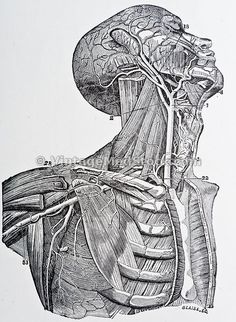 a drawing of the head and neck, with muscles highlighted in black on white paper