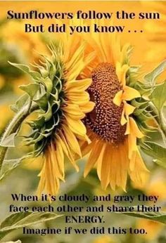 sunflowers follow the sun but did you know? when it's cloudy and gray they face each other and share their energy, imagine if we did this too