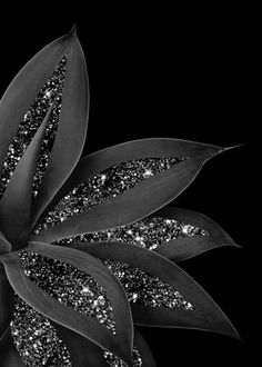 a black and white photo of a flower with glitters on it's petals