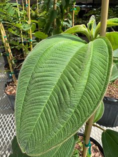 a large green leaf is growing in the garden