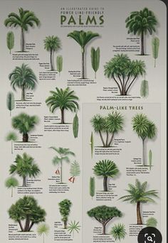 a poster with palm trees and their names on it's side, showing the different types