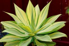 a large green and white plant with long leaves on it's head, in front of a red wall