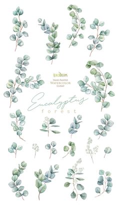 watercolor eucalyptus leaves on white background