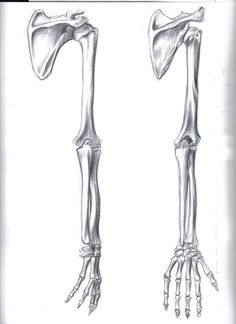 an image of a drawing of the bones