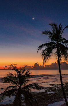 two palm trees on the beach at sunset