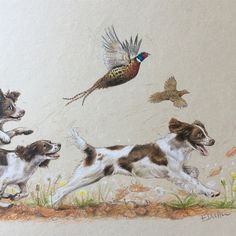 Working springer spaniels Working Springer Spaniel, Pencil Crayon Drawing, Crayon Drawing, Spaniel Art, Crayon Drawings, Springer Spaniels, Pencil Crayon, Springer Spaniel, Arte Fantasy