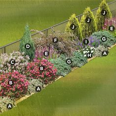 a garden with many different types of flowers