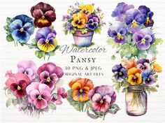 watercolor pansy clipart set