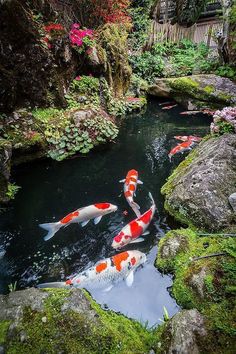 several orange and white koi fish swimming in a pond with moss growing on the rocks