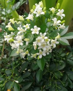 white flowers with green leaves in the background