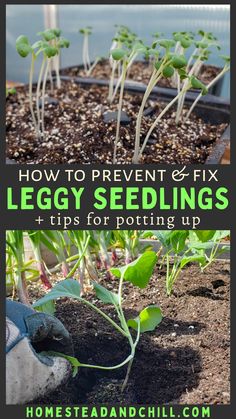 how to prevent & fix leggy seedlings and tips for potting up in the garden