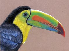 a drawing of a toucan bird with a colorful beak