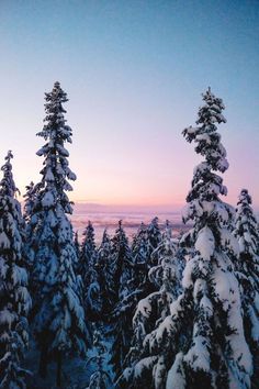 trees covered in snow with the sun setting behind them