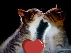 two cats sitting next to each other with a red heart in front of their faces