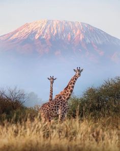 two giraffes standing in front of a mountain