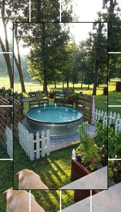 a dog is looking at an above ground pool