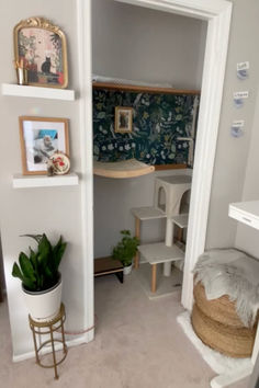 there is a small room with shelves on the wall and a potted plant in the corner