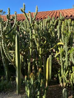 Cactus Ojai California nature desert inspiration moodboard Ojai California Aesthetic, Ojai Aesthetic, California Aesthetic, Beautiful Nature, San Diego, Cactus, Vision Board, United States