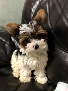 a small white and brown dog sitting on top of a black leather couch next to a blanket