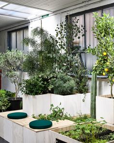 several different types of plants are displayed in an indoor garden area, including lemons and trees