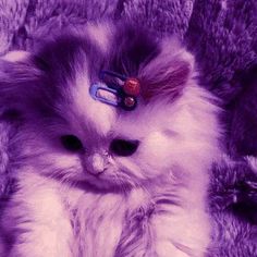 a fluffy cat with some hair clips in it's head, laying on a blanket