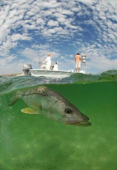 a fish swims in the water while two people sit on a boat behind it