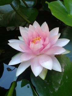 a large pink flower sitting on top of a lush green leaf covered pond filled with water lilies