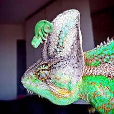 a green chamelon is sitting on the table