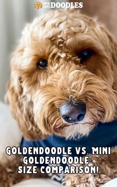 You’re here because you’re wondering what’s the difference between a Goldendoodle vs. Mini Goldendoodle. The Mini Goldendoodle is a miniature version of the gentle Golden Retriever with low shedding abilities. Poodles come in different sizes, and that variability has also affected the Goldendoodle mix. Mini Goldendoodle, Size Comparison, Golden Retriever