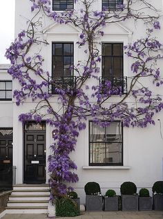 a large white house with purple flowers on the tree in front of it and two black doors