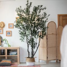 a potted plant sitting on top of a wooden table next to a white wall