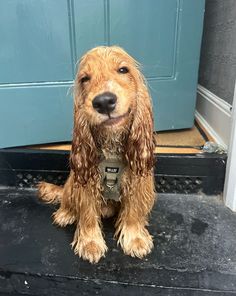 a wet dog sitting in front of a blue door