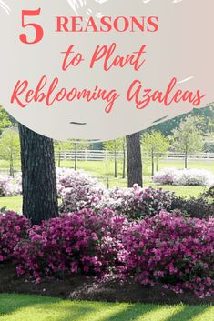 a sign that says 5 reasons to plant reblooming azaleas in front of some trees