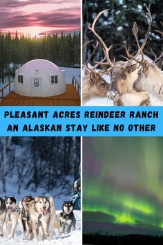 four different pictures with the words pleasant areas reindeer ranch and an alaska stay like no other