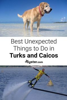 a dog is standing on skis in the water with another dog behind him and text overlay reads best unexpected things to do in turks and calcos