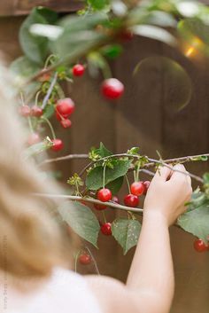 Picking Cherries, Cherries Aesthetic, Pink Skincare, Summer Themes, Cherry Orchard, Summer Cherries