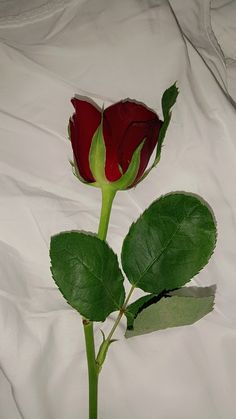 a single red rose sitting on top of a white sheet